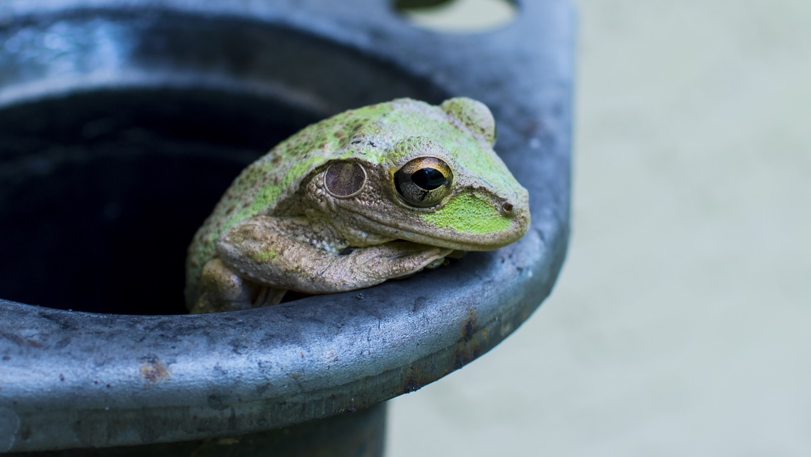 Diese 10 Dinge solltest du über Screaming Frog SEO Spider wissen